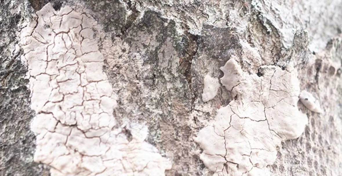 spotted-lanternfly-egg-mass/Canadian Food Inspection Agency via CBC