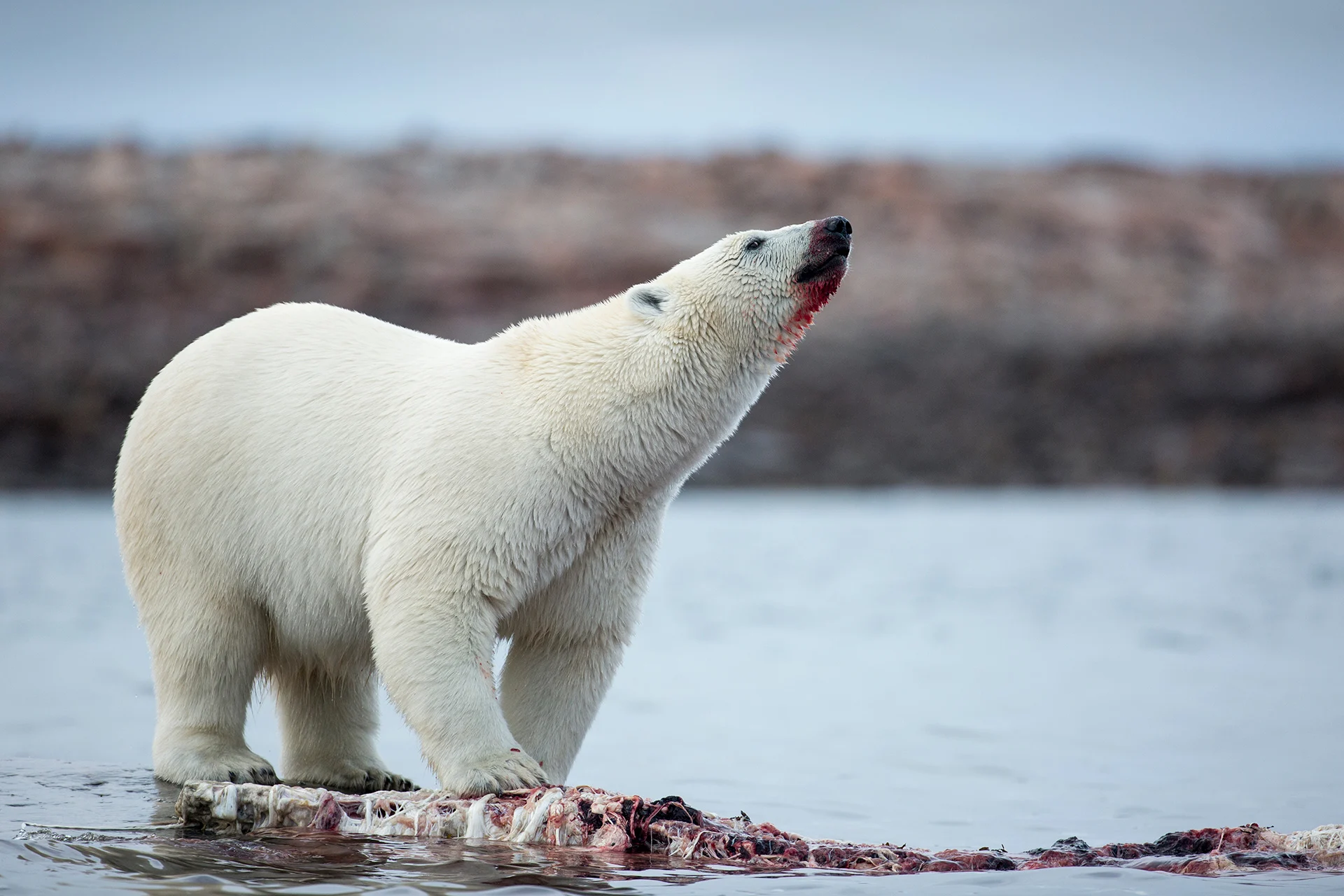 Polar bears, narwhals using up to 400% more energy to survive in the ...