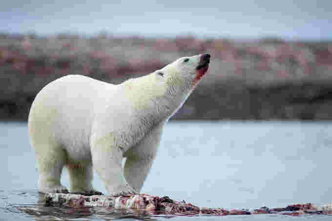 polar bear credit: Paul Souders. Stone. Getty Images.