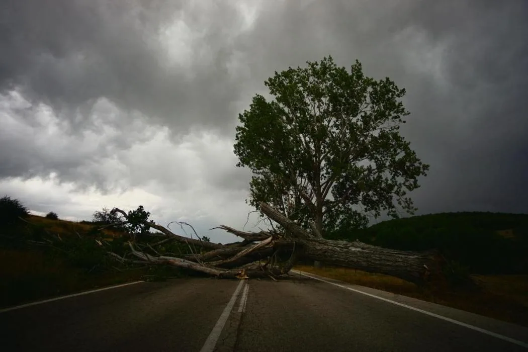 Les phénomènes météo qui font tomber les arbres