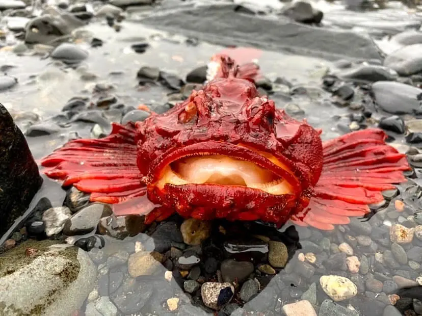 Meet the creepy looking Nova Scotia fish that went viral on TikTok