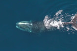 Climate change contributing to decline of North Atlantic right whales