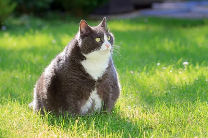 GETTY IMAGES - kitty