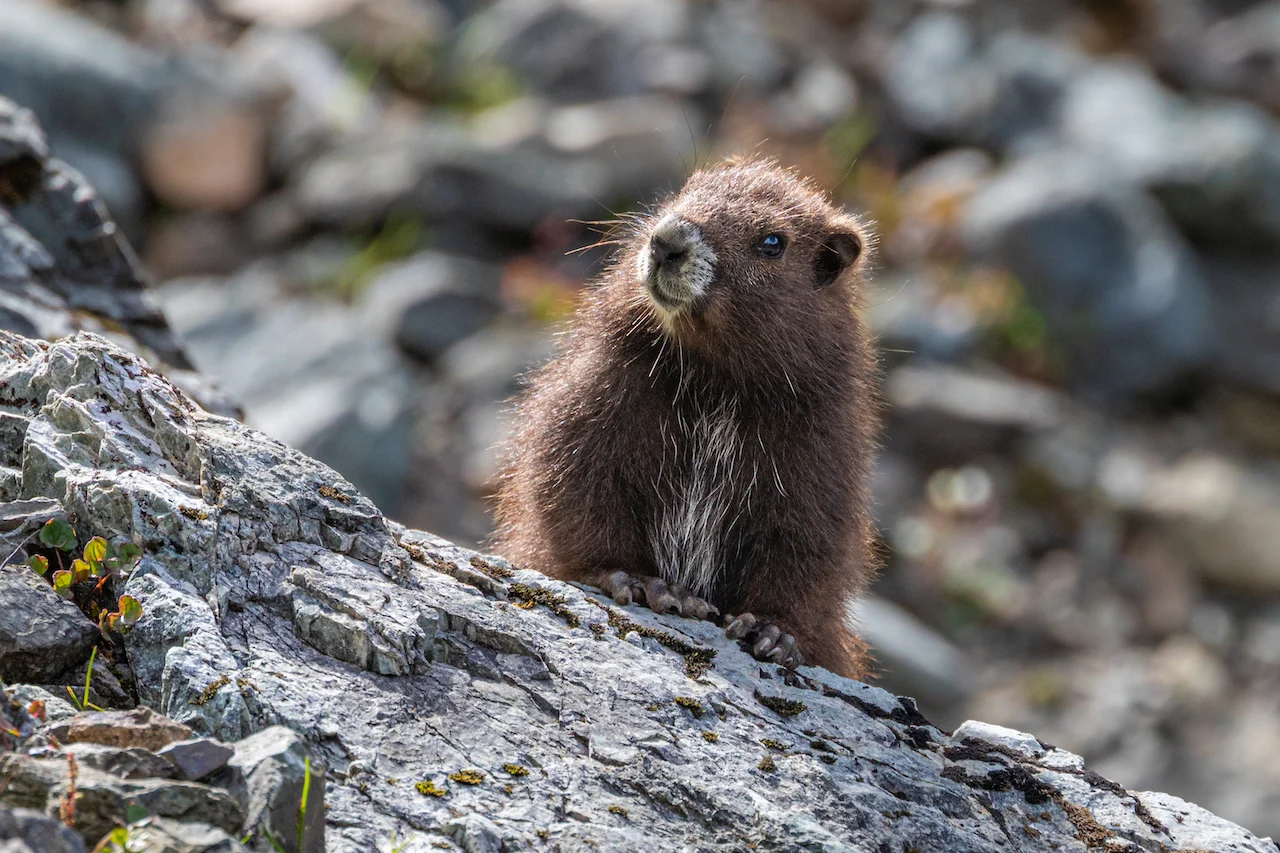 Vancouver Island marmot/Ryan Tidman