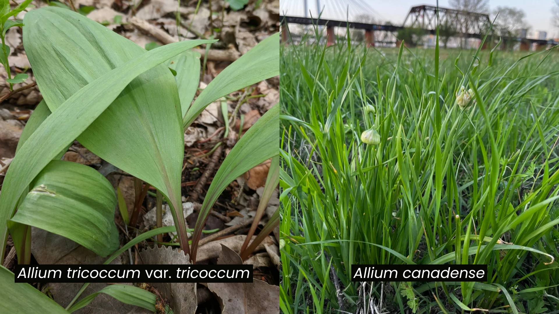 Wild ramps compared to wild meadow garlic. (Ramp credit: Nathan Martineau/iNaturalist CC BY 4.0) (Garlic credit: Sarah Fitz/iNaturalist CC0 1.0)