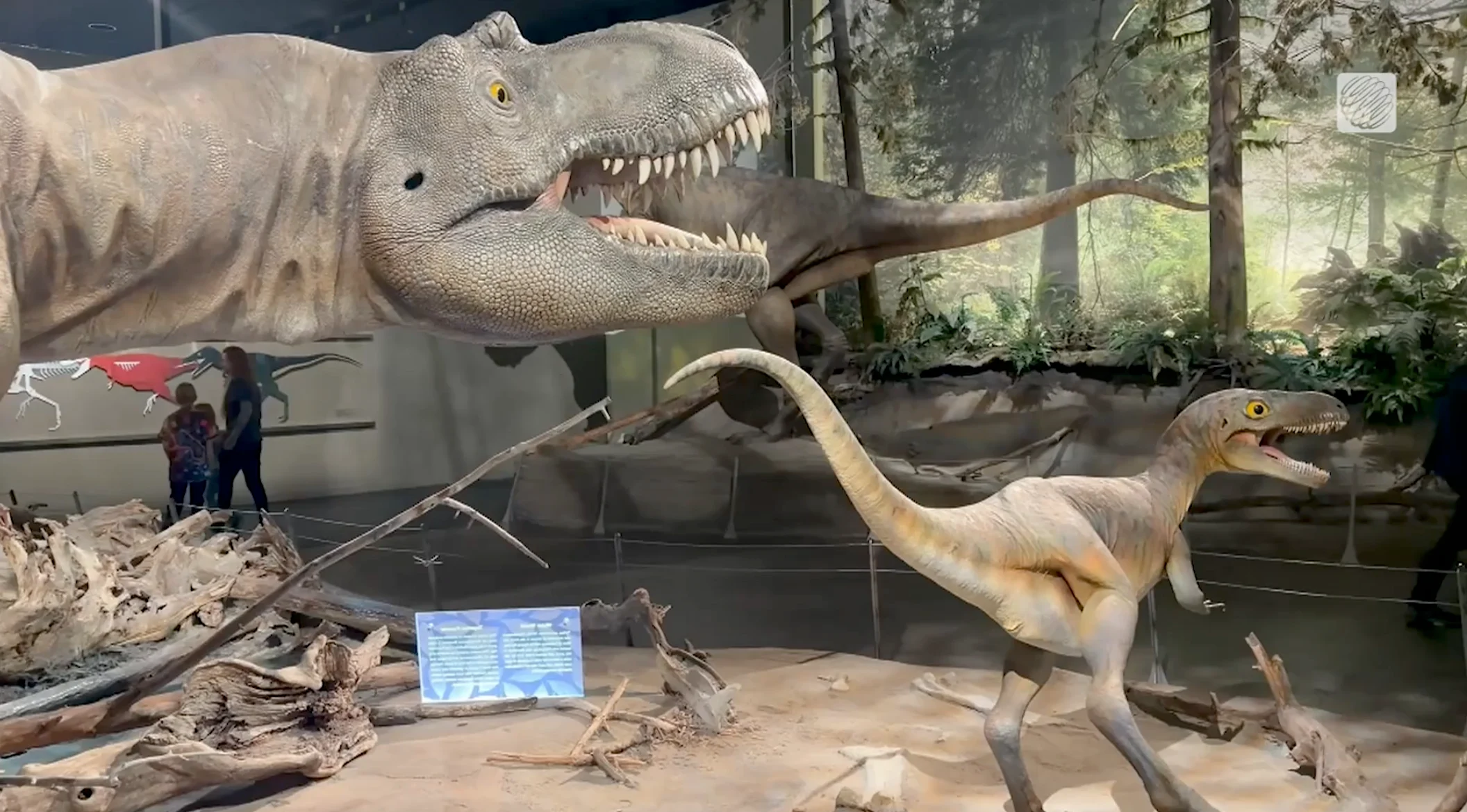 Mia Gordon: Royal Tyrrell Museum offers real-life experience for young explorers