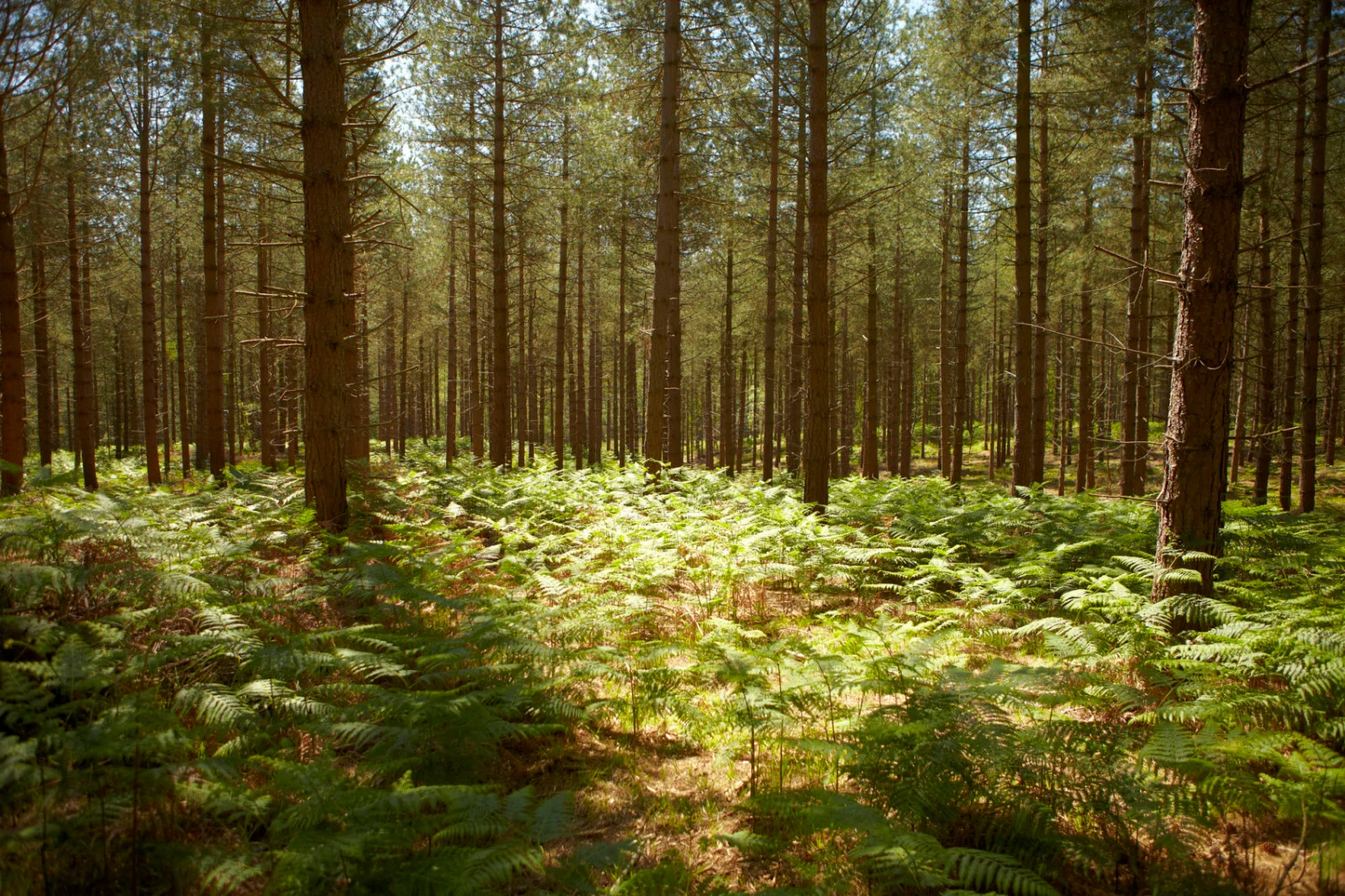 Mysteries revealed in experimental forests give hope to the climate fight