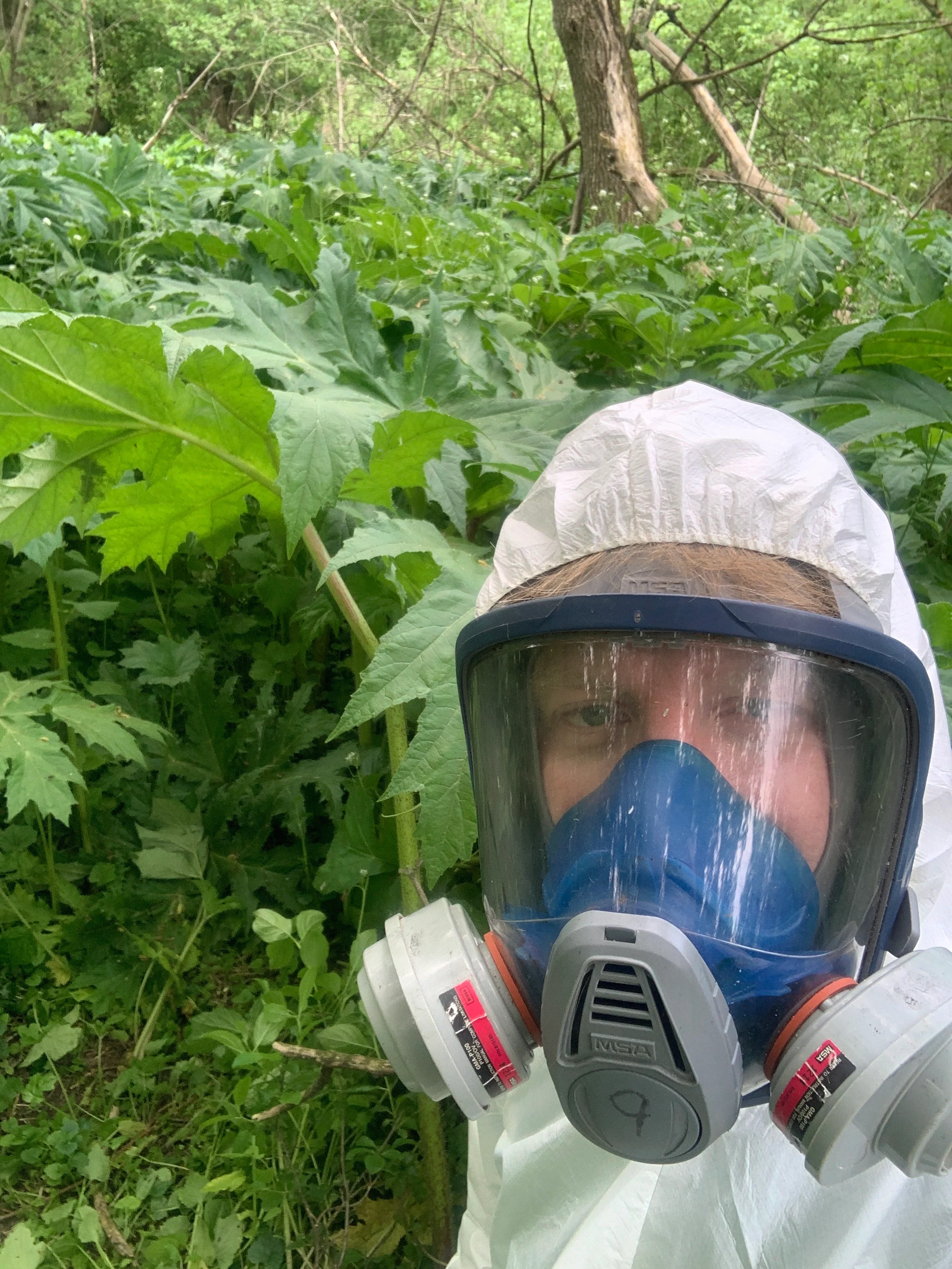 Mark Robinson among a giant hogweed plant