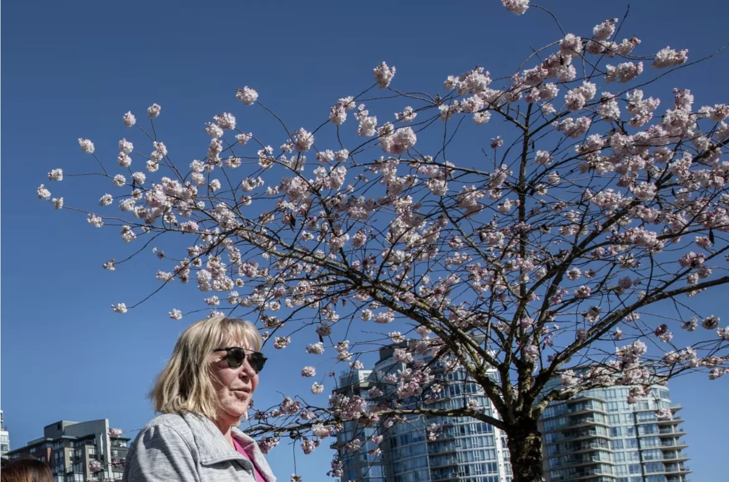 CBC: A person walks through cherry blossoms at Vancouver's David Lam Park on March 18, 2024. (Nav Rahi/CBC)