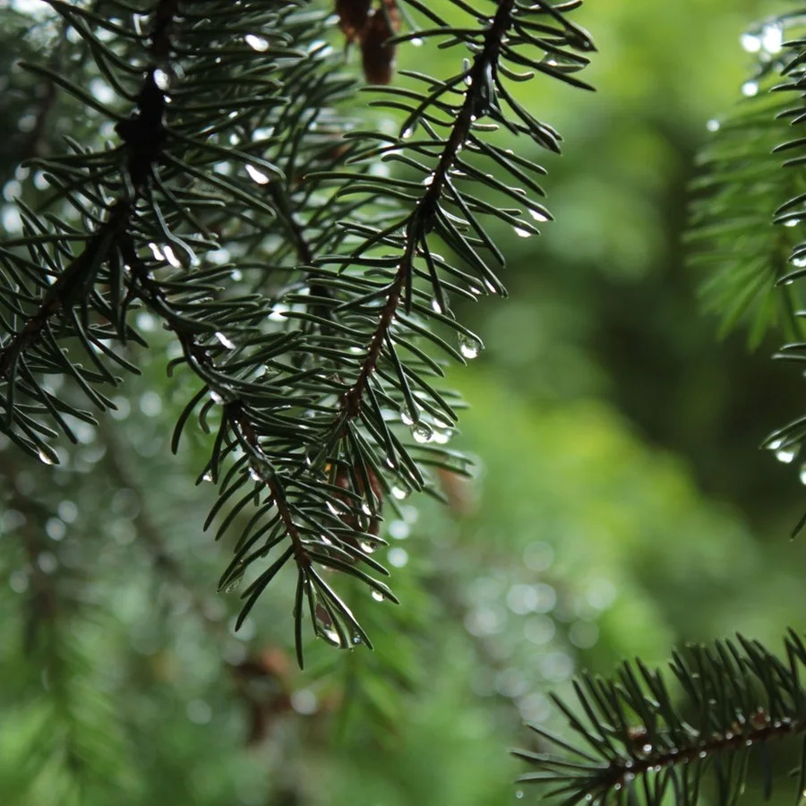 Les plantes «discutent» entre elles