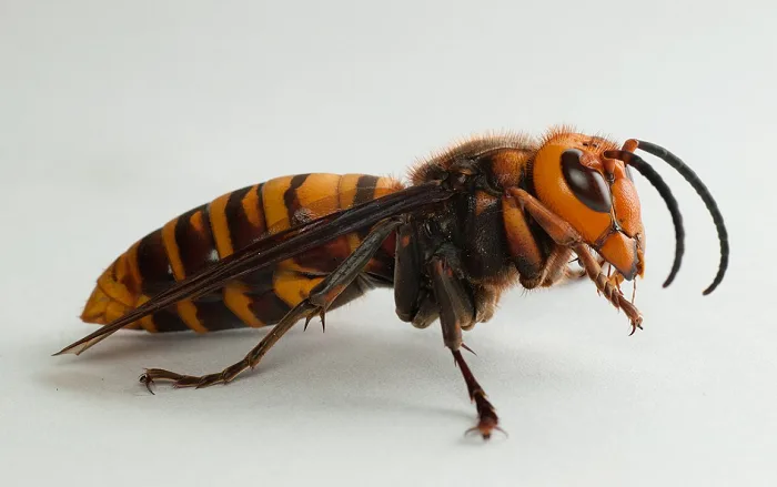 Murder hornets the latest threat to B.C. honey bees