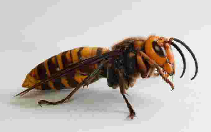 wikipedia - murder hornet