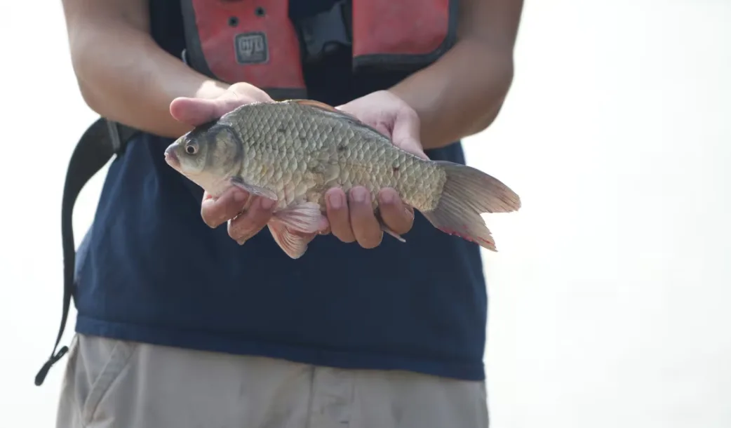 Feral goldfish - Grand River - July 2025 - Colin Butler