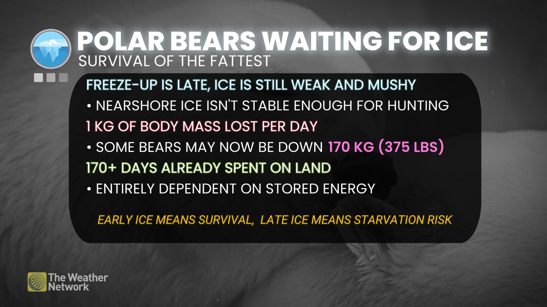 Polar bears waiting for ice