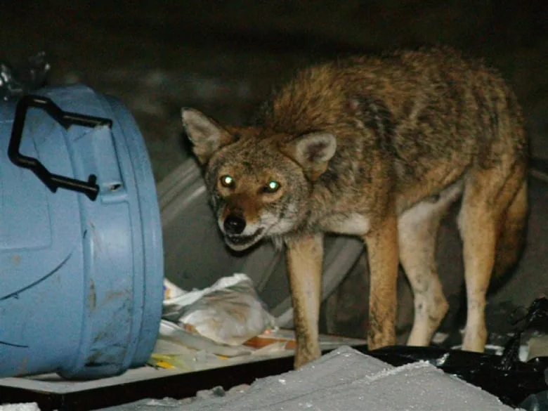 ottawa-090825-coyote-garbage-banner