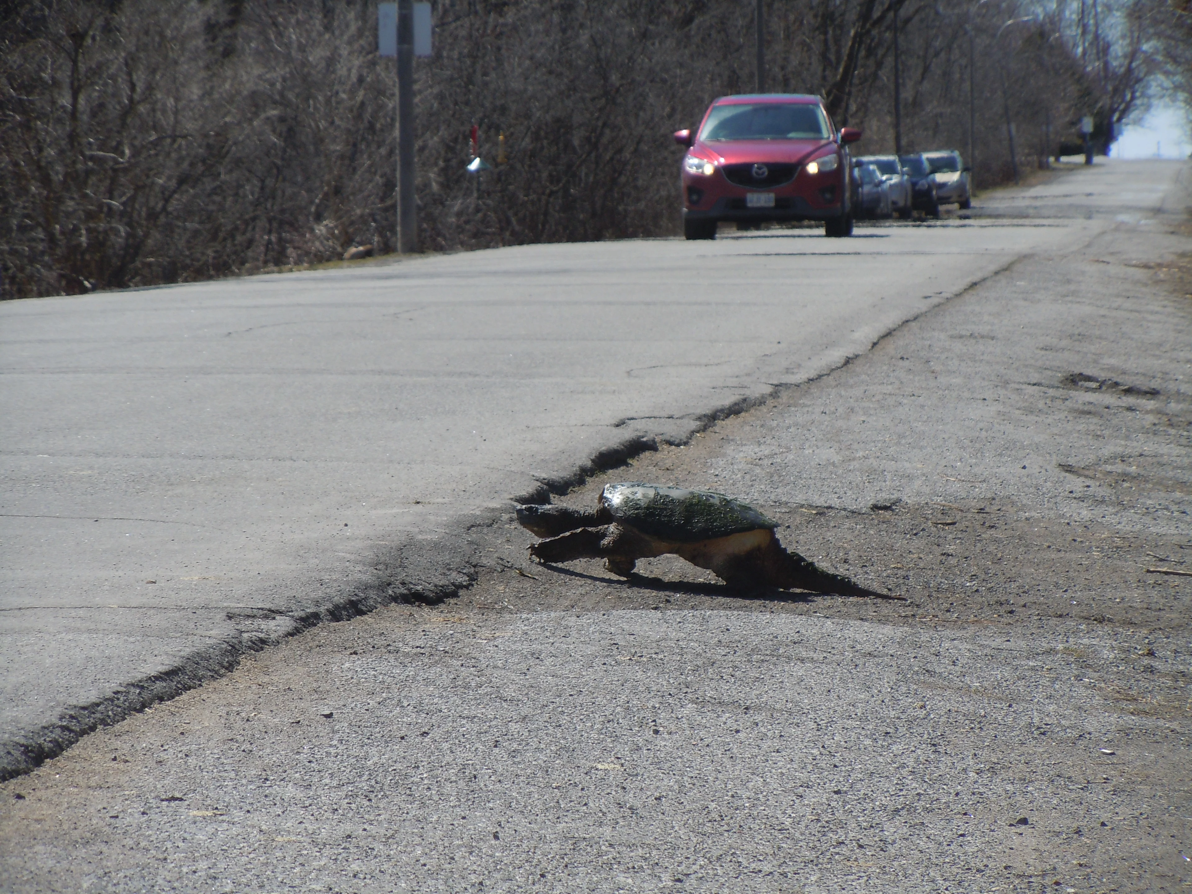 Snapping turtle about to cross the road/Canadian Wildlife Federation (CWF)/Submitted