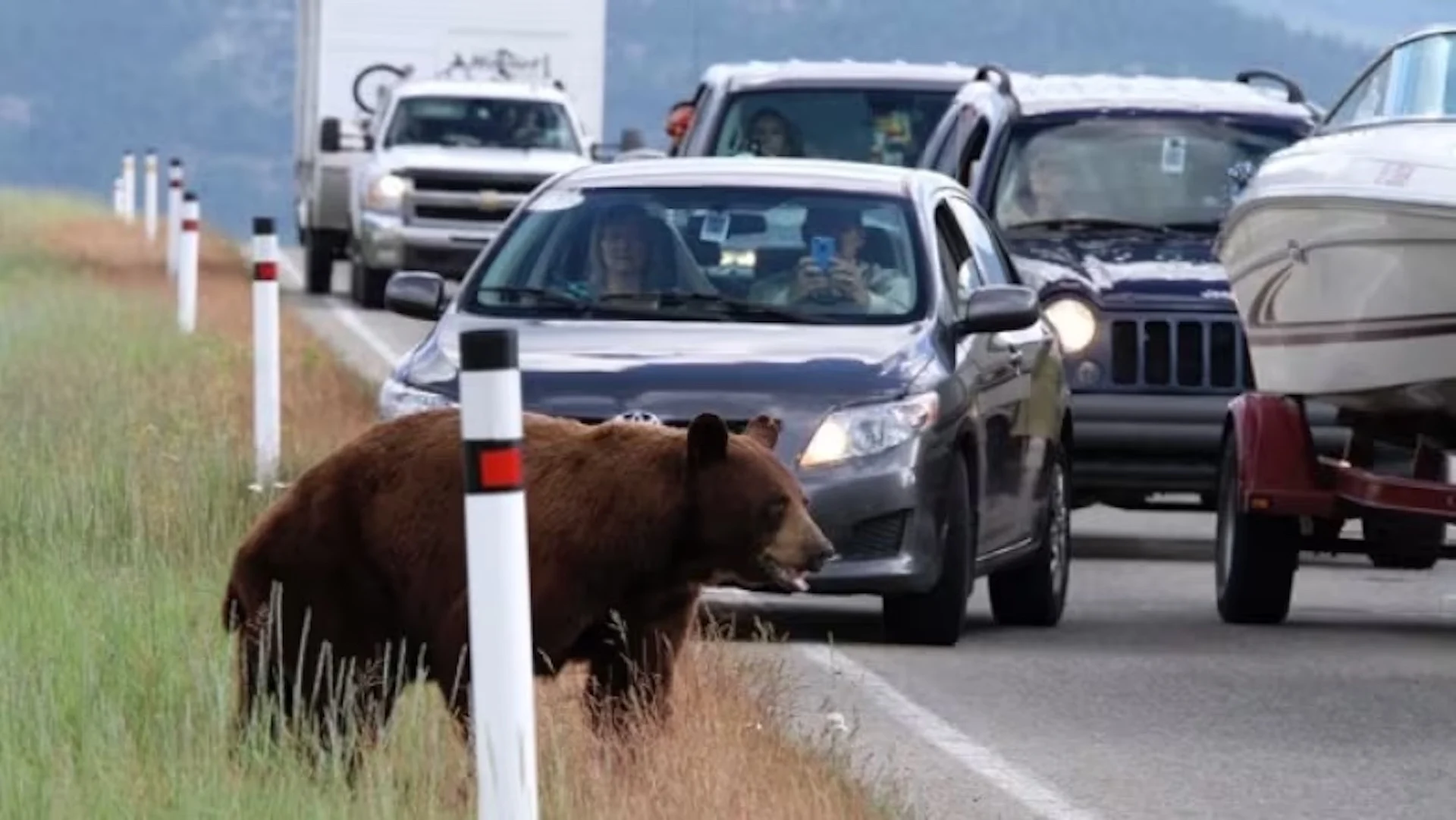 Stuck in 'bear jam' traffic? Researcher studies how to keep cars moving safely