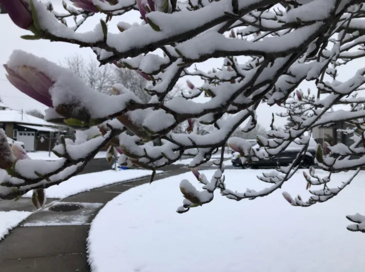 Spring snow impacts travel, early blossoms across southern Ontario