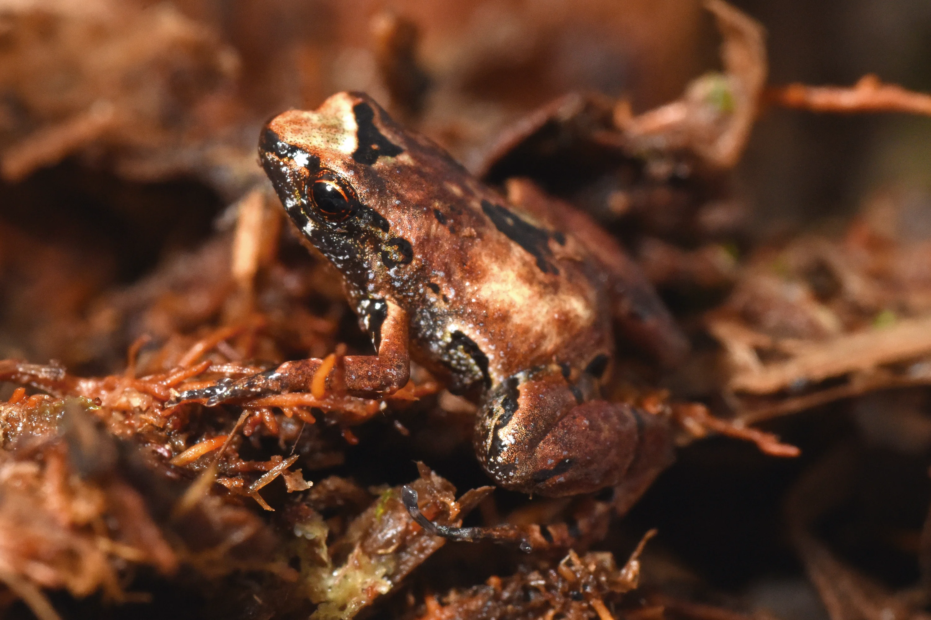 lilliputian frog Credit Stefen Reichle