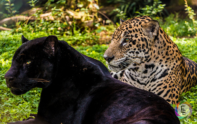 The Weather Network - Melanism: the rare condition that turns animals black