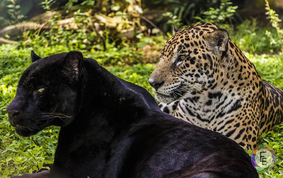 Melanism: the rare condition that turns animals black - The Weather Network