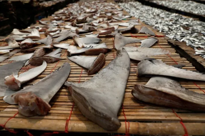 Environmentalists applaud Canadian ban on shark fin imports