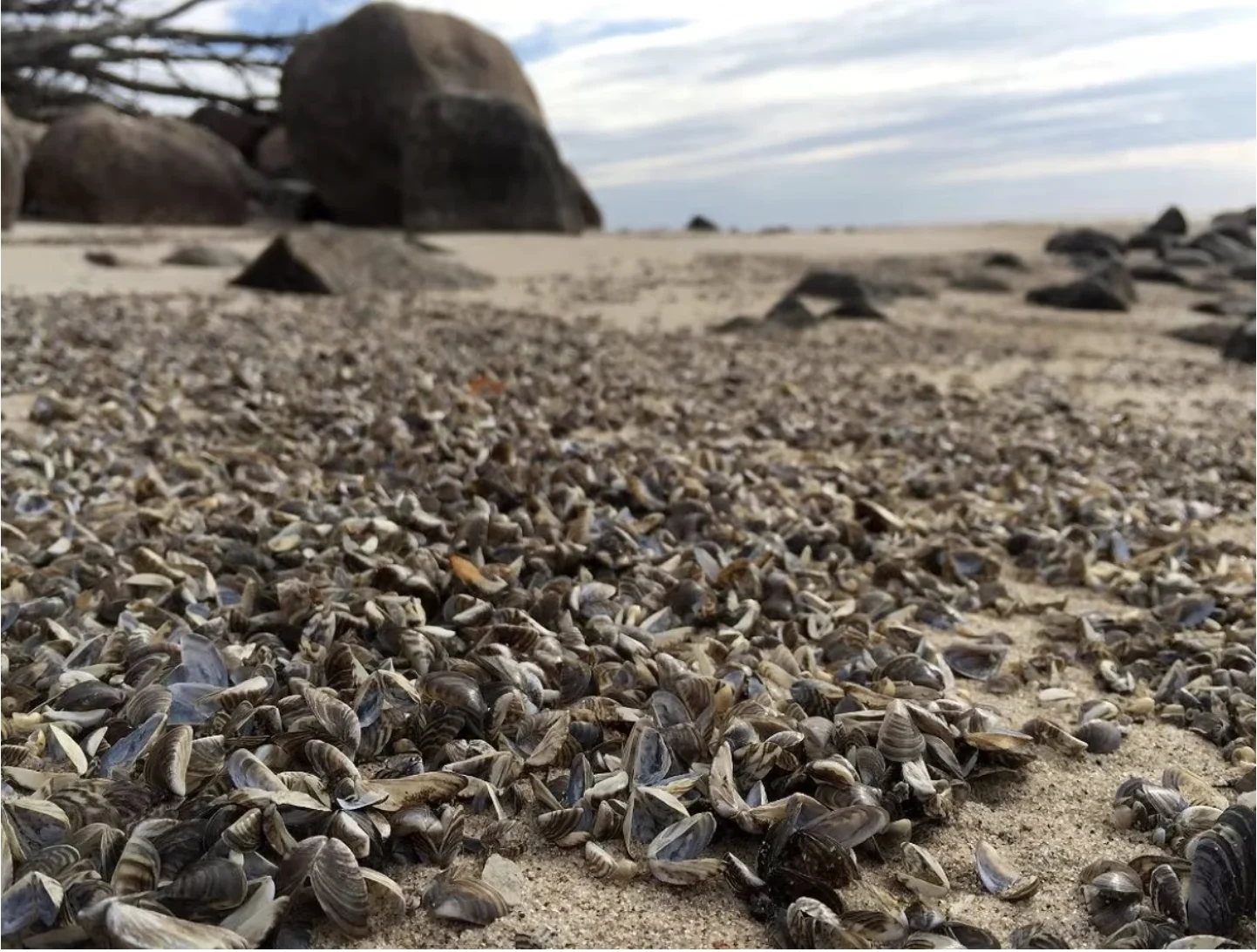 CBC: Zebra mussel shells on the shores of Lake Winnipeg. An Ontario researcher says the invasive mussel can cost millions of dollars every year to control. (Bartley Kives/CBC)