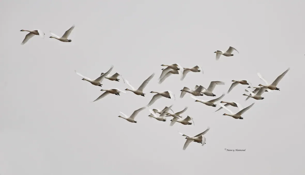 Frank Lake, Alberta swans/Nancy Hamoud via CBC