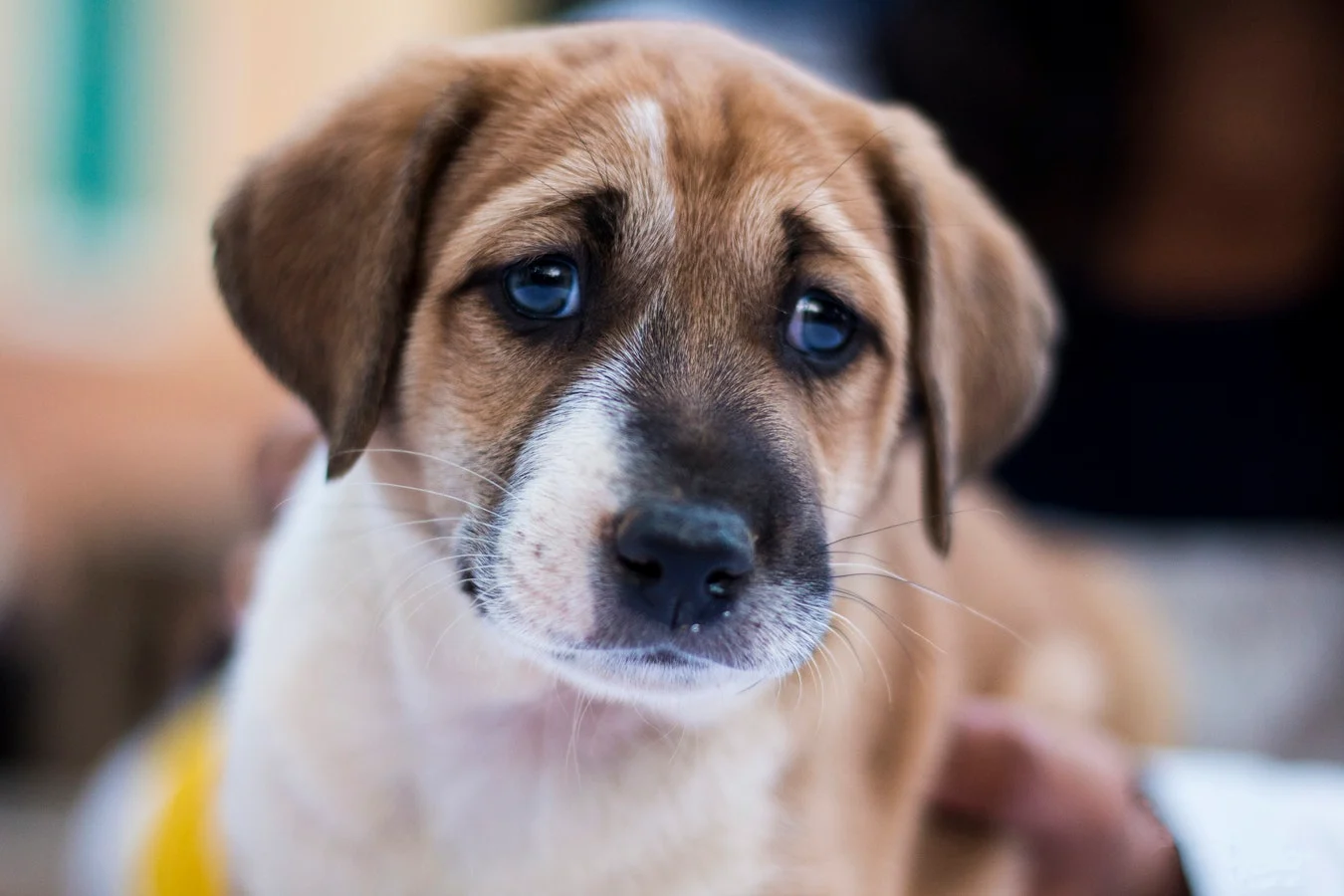 Votre chien vous fait des yeux doux ? C’est (un peu) la faute de l’humain