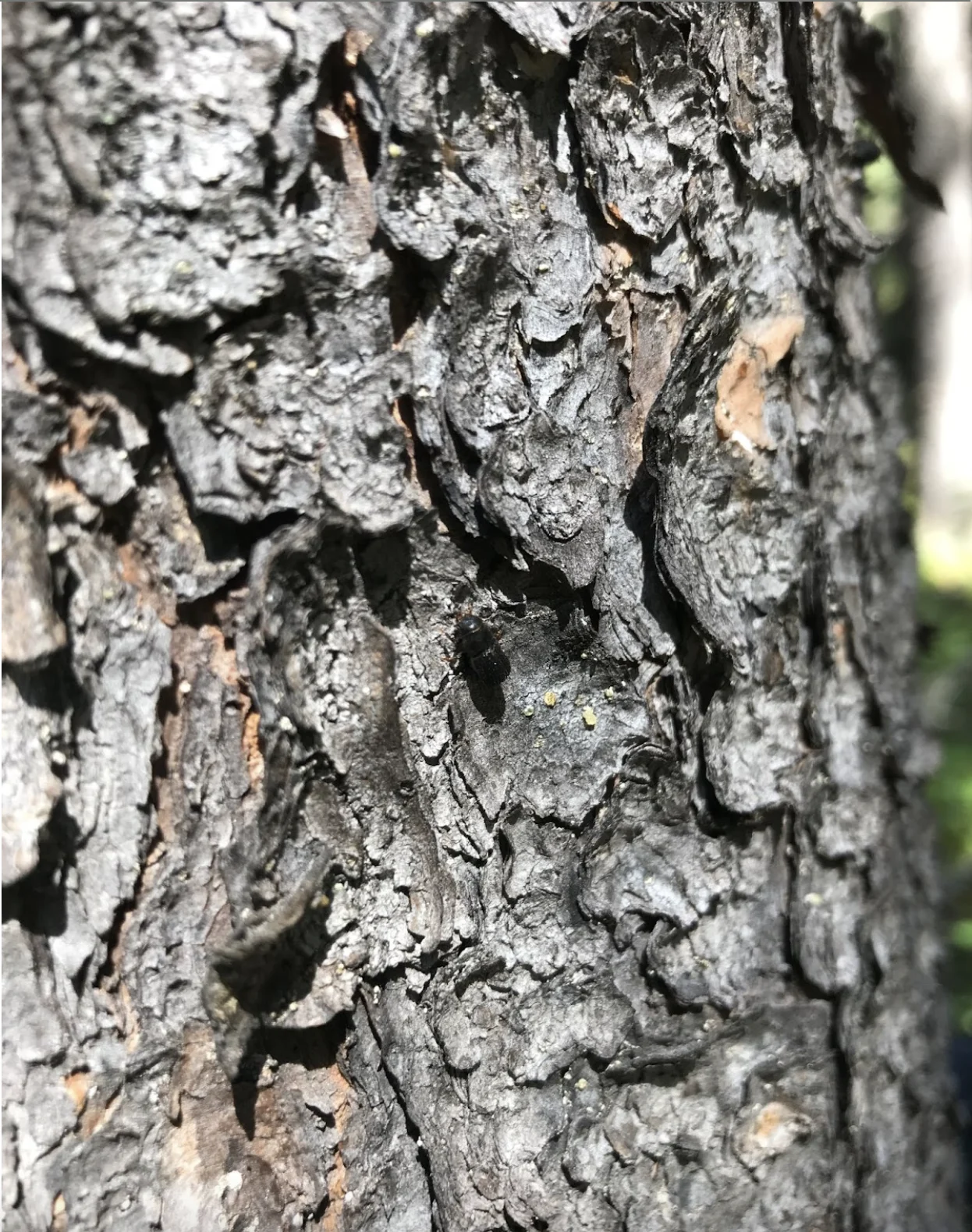 Provided - Antonia Musso | A mountain pine beetle crawls on the bark of a pine tree. 