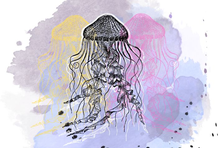 Exploding Jellyfish Experts encourage eating jellyfish to curb population explosion in ...