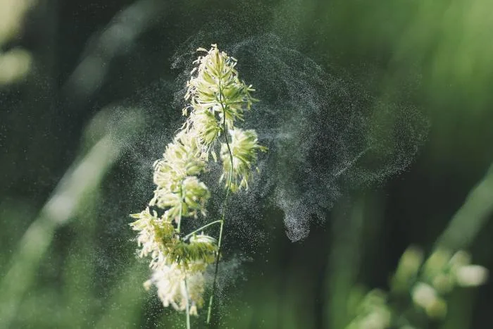 Cinq trucs pour contrer les allergies printanières