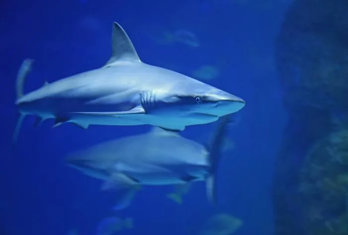 L’eau devient trop chaude pour les bébés requins