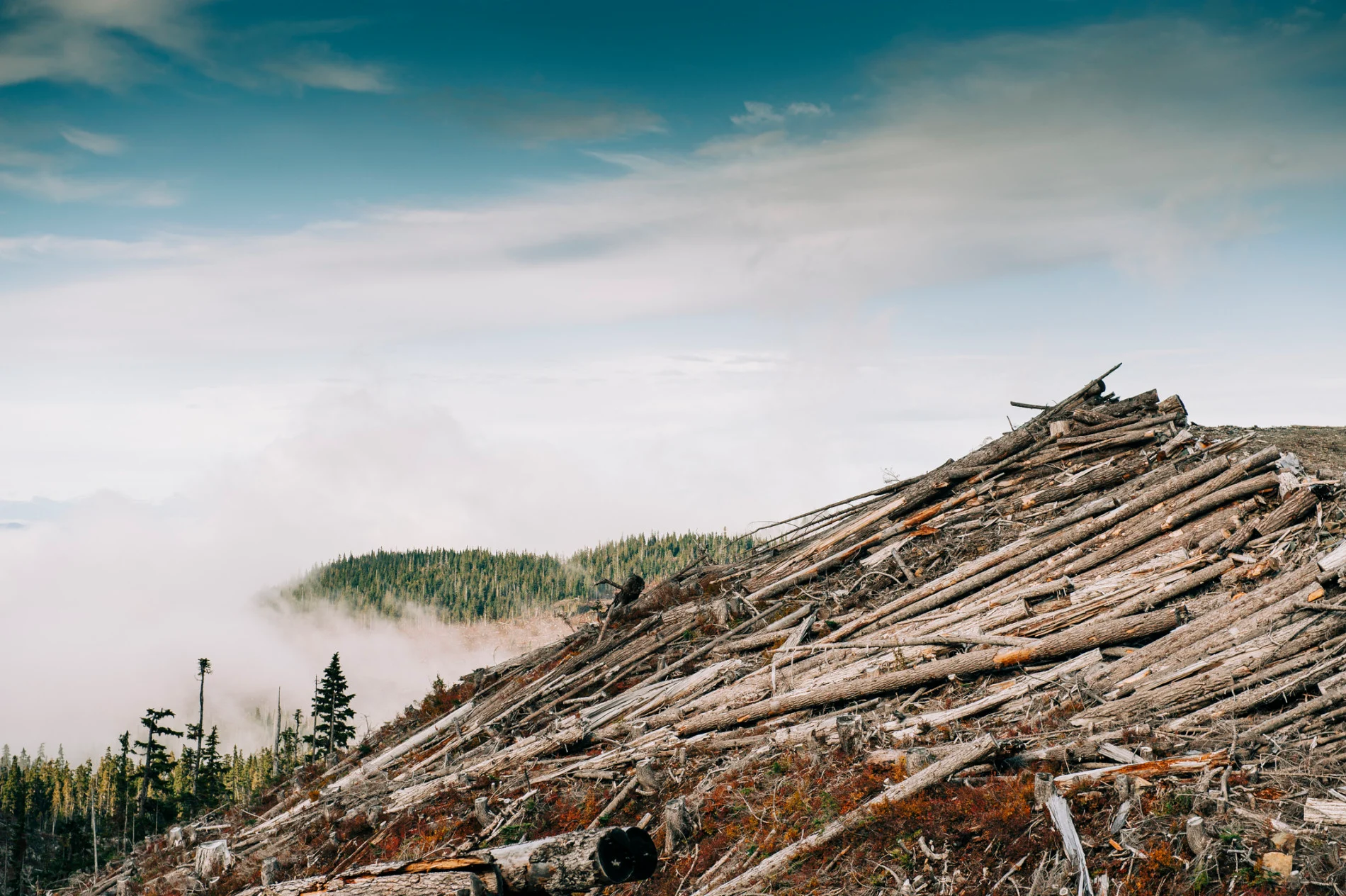 logging deforestation Credit: Alex Ratson. Moment. Getty Images