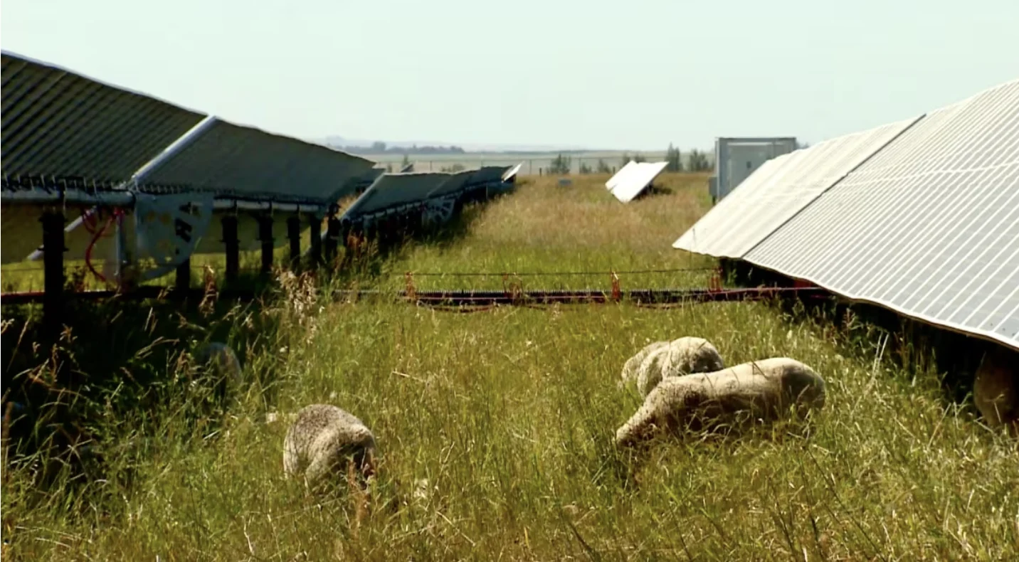 cbc: At solar farms, vegetation has to be kept short, or it can become a fire hazard. Sheep and other animals can do a better job supporting the biodiversity than a conventional mower. (Rebecca Kelly/CBC)