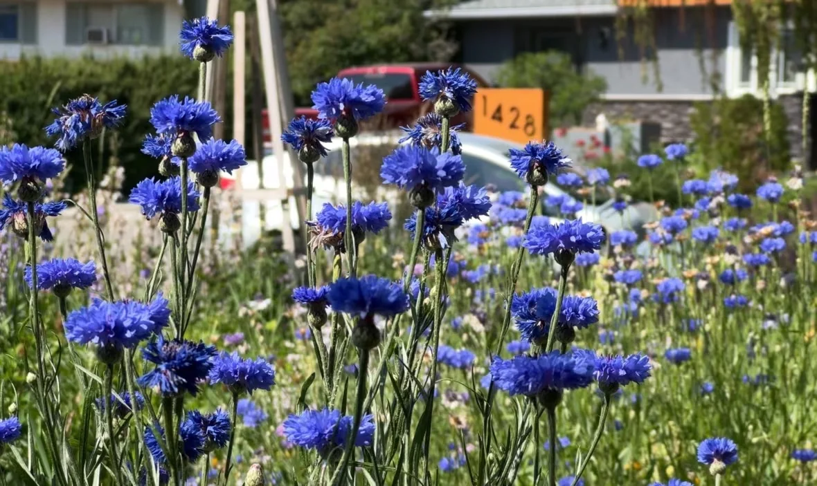 colorful-plants-maintained-by-melanie-isles-a-veteran-gardener-in-calgary/Dan McGarvey/CBC