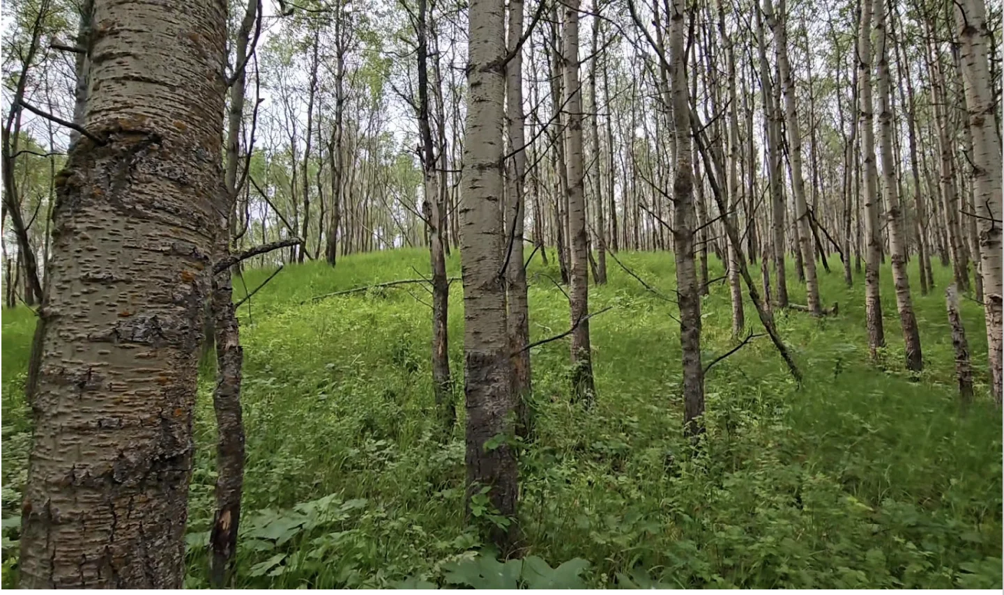 Connor O'Donovan: Ann and Sandy Cross Conservation Area, Calgary, Alberta, trees, hiking, trail, hike