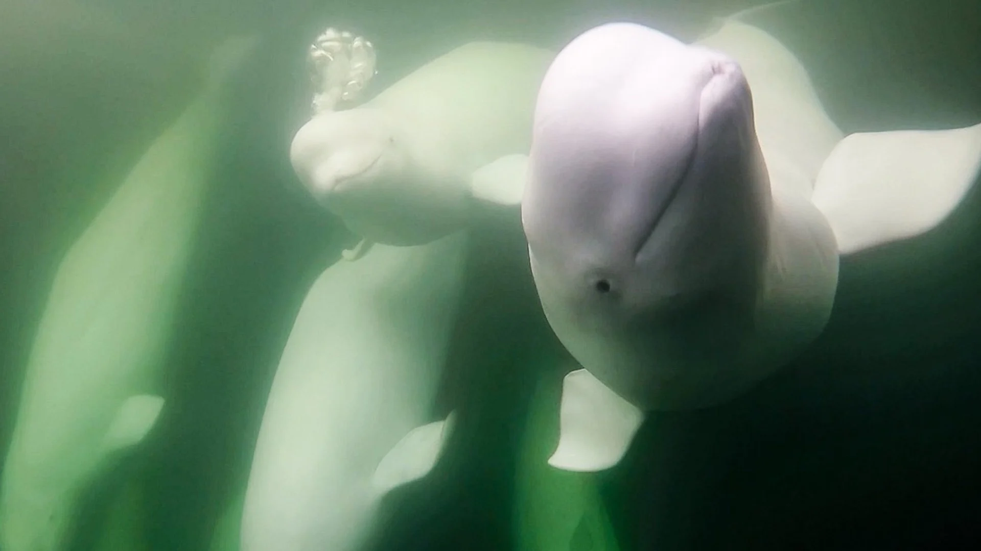 Beluga whale cam highlights the importance of Arctic Sea Ice Day