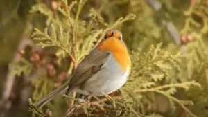 Cet oiseau visite le Canada pour la première fois et il choisit Montréal. Détails ici. 