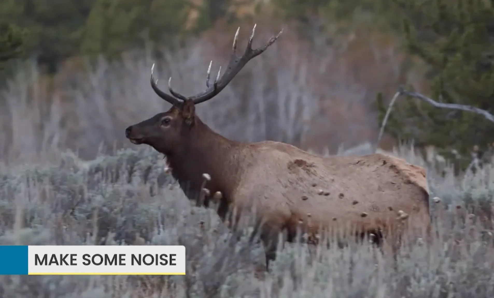 Nate Coleman: Graphic - make noise to scare wildlife