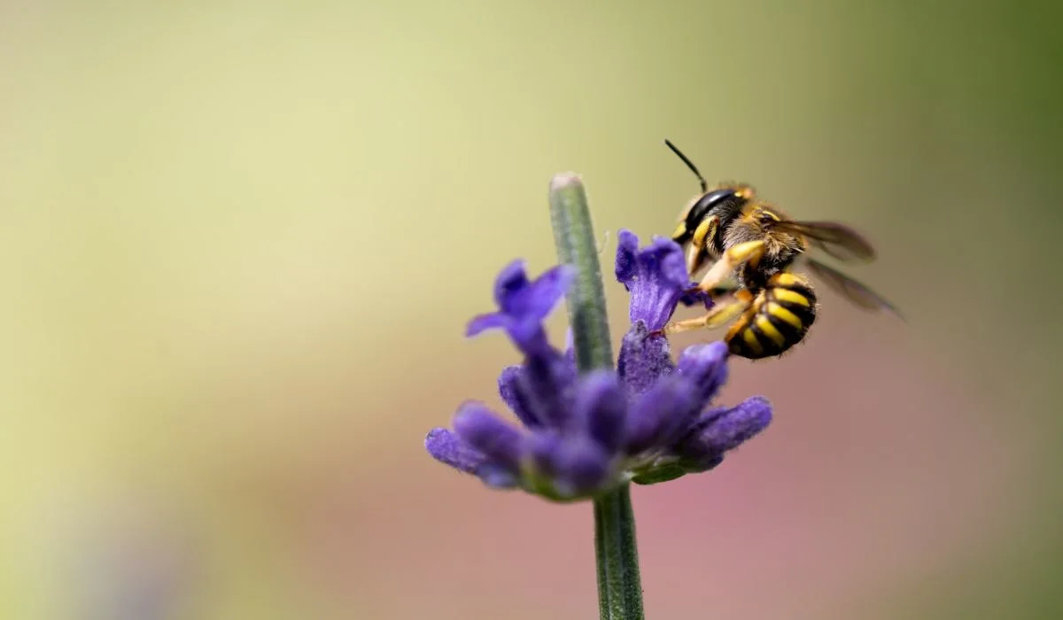 Étonnant : certaines fleurs peuvent entendre les abeilles !