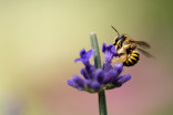 Étonnant : certaines fleurs peuvent entendre les abeilles !