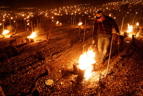 vines save ablaze set Weather French candles - from frost Network winemakers The to and straw