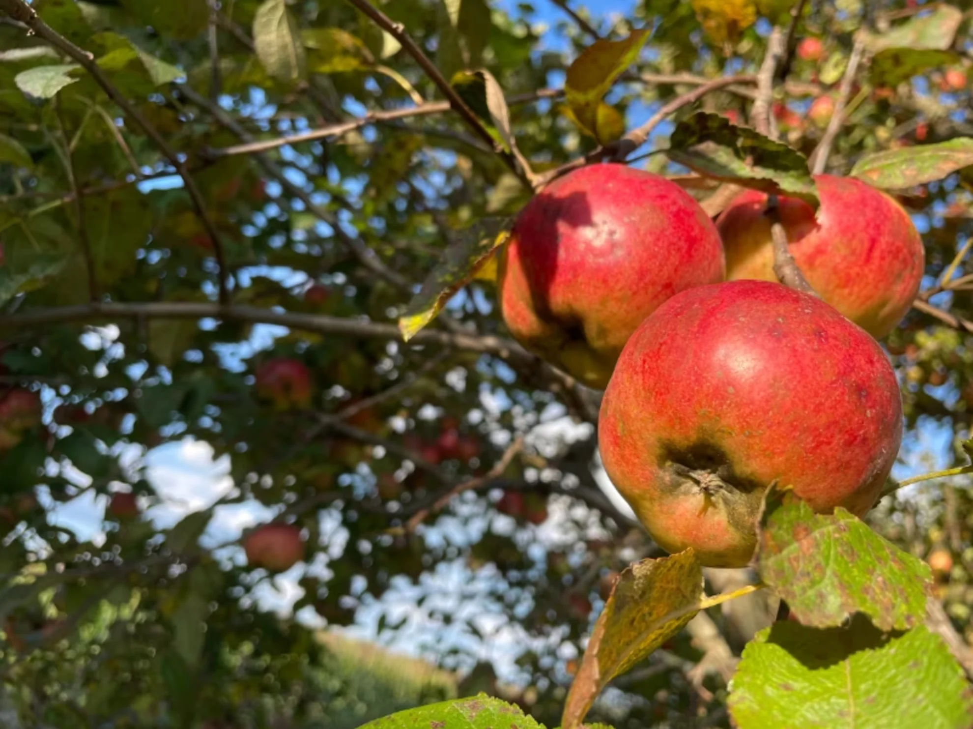 May frost puts chill on apple-picking season