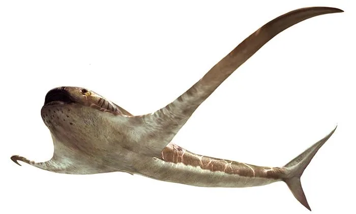 Behold: the ancient 'eagle' shark