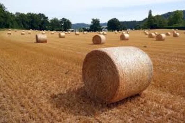 Météo capricieuse : le défi de l’agriculture de demain