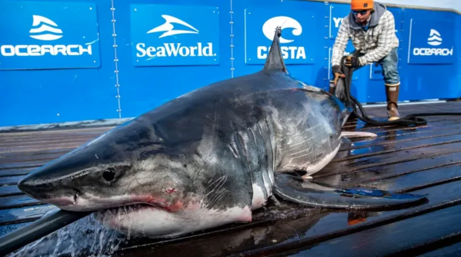 Teazer is here! 295-kg shark being tracked off eastern P.E.I.