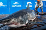 Teazer is here! 295-kg shark being tracked off eastern P.E.I.