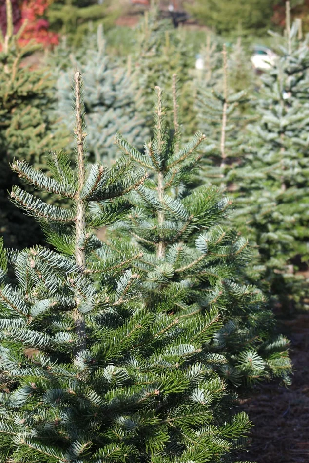 Que faire de son sapin naturel après Noël ?