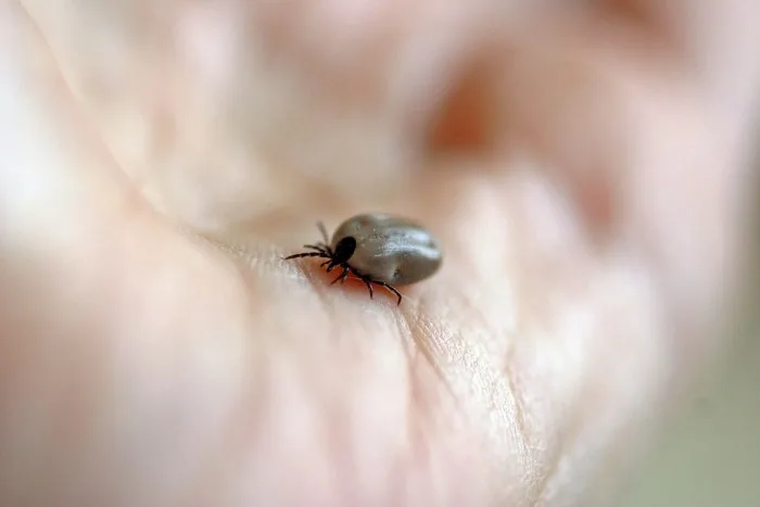 Walking in woods or tall grass? Check yourself for ticks daily